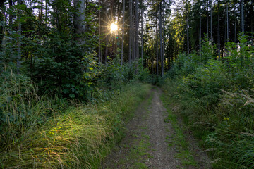 Obraz premium Beautiful green forest on a summer sunny day with the sun shining through the branches