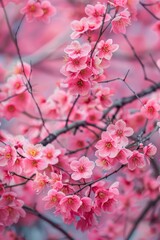 Obraz premium Delicate pink blossoms