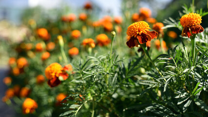 orange beautiful flowers marigolds close-up. beautiful flower of marigold in the garden. Marigolds erect, Mexican, Aztec or African marigold. beauty in nature. autumn season, summer bloom