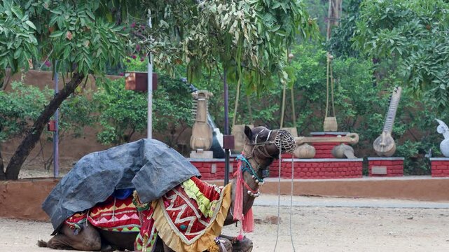 pet camel sitting in cloth and halter at outdoor