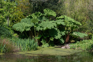 Gunnera or giant rhubarb plant on a pond margin