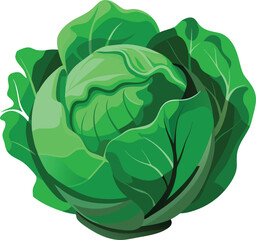 cabbage isolated on white background