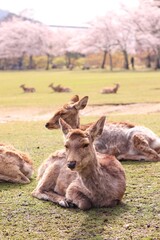 Deers rest peacefully in a cherry blossom park’s embrace.