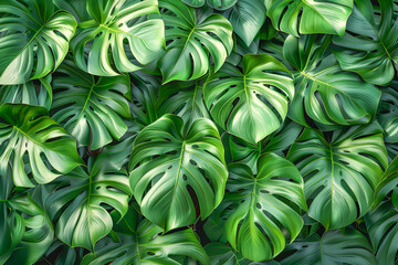 Obraz premium Background of monstera deliciosa tropical leaves forming a repeating pattern