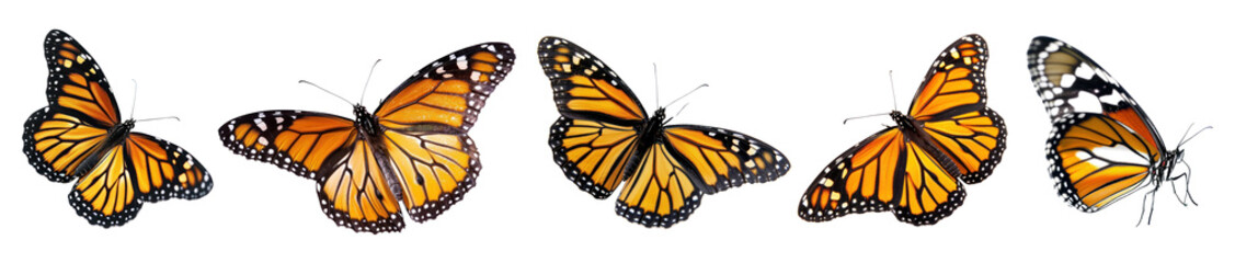 Fototapeta premium Monarch butterfly png cut out element set