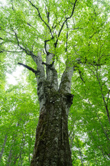 ブナの巨木