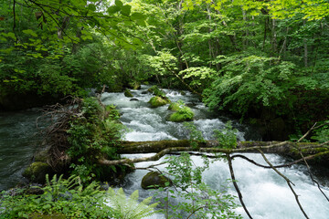 Obraz premium 奥入瀬渓流