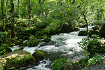 Obraz premium 阿修羅の流れ