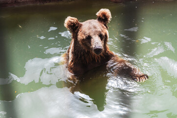 A wild animal of the bear family in the zoo. A brown bear is swimming in the water. The bear or ursus arctos.