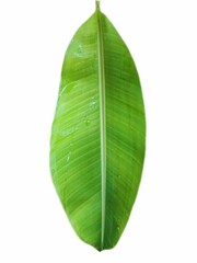 Banana green leaf on a white background.