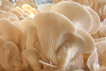 growing white oyster mushrooms in the greenhouse, cultivation, mushrooms growth, close up