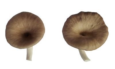 Macro shot of Oyster mushroom on white background, isolated PNG,  mushroom cultivation farm