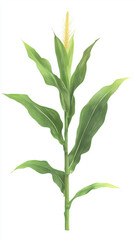 Fototapeta premium Corn plant isolated on a white background for garden design.