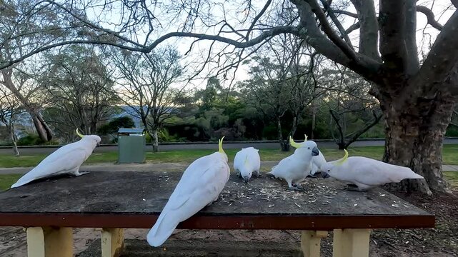Animal wildlife of White Parrot on the tree and eat food in the Blue Mountains National Park of Katoomba , New South Wales, Australia - People hand feed food Footage 