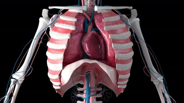 Heartbeat and Breathing In the Ribcage