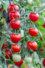 Juicy ripe cherry tomatoes ripen on a cluster of tomato bushes
