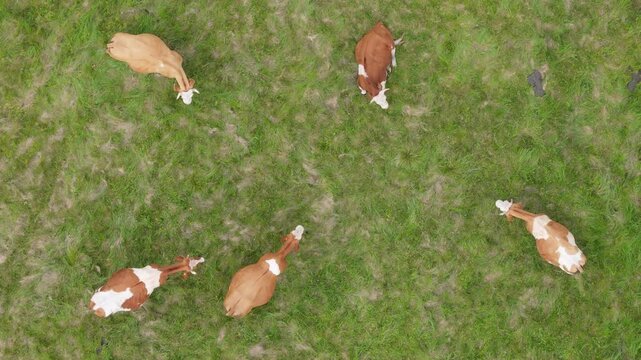 Cows feeding on a broad grassy pasture. Aerial views shot with a drone. Eco-friendly cattle farming. Different cows, bulls, and calves in a fenced meadow, resting under a tree.