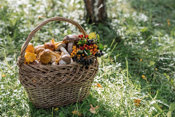 Noble edible mushrooms. Assorted mushrooms in a beautiful wicker basket in a birch forest....