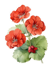 Obraz premium Geranium Watercolor Flower Plant Nature Art 