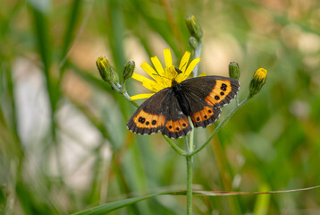Arran Brown - Erebia ligea, beautiful small orange and brown butterfly from European woodlands, Jeseniky mountains, Czech Republic.