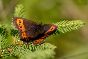 Arran Brown - Erebia ligea, beautiful small orange and brown butterfly from European woodlands, Jeseniky mountains, Czech Republic.