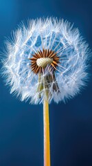 Fototapeta premium A close-up of a dandelion seed head. The delicate, feathery seeds are ready to be blown away by the wind, representing change and new beginnings.
