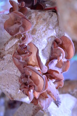 Selective focus on group of wood ear mushrooms grow from the plastic bags in the cultivation farm, Fresh Black Jew's ear, Black Wood ear, Black  Jelly ear