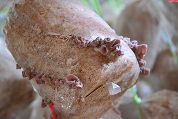 Selective focus on group of wood ear mushrooms grow from the plastic bags in the cultivation farm, Fresh Black Jew's ear, Black Wood ear, Black  Jelly ear