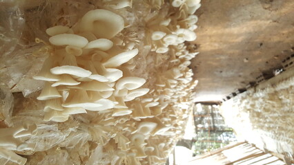 Hungarian white Oyster Mushroom Growing, beautiful natural organic oyster mushrooms, mushroom farm, cultivation