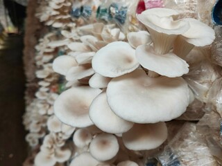 Hungarian white Oyster Mushroom Growing, beautiful natural organic oyster mushrooms, mushroom farm, cultivation