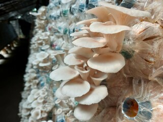 Hungarian white Oyster Mushroom Growing, beautiful natural organic oyster mushrooms, mushroom farm, cultivation