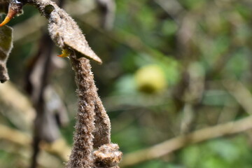 buds on a branch