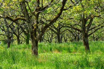 Walnut trees in summer near Rocamadour Lot Occitanie in Southern France. The walnut industry has traditionally been very important in this region.