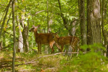 The white-tailed deer or Virginia deer (Odocoileus virginianus) Natural scene from  Wisconsin state forest.