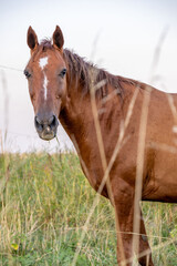 Naklejka premium horse grazing in tall dry grass