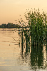 calm water and 
green reed
