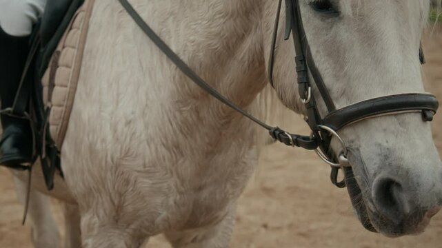 Tilt up of adorable horse with white coat, forelock and mane standing on outdoor sanded arena with unrecognizable jockey sitting on saddle on its back