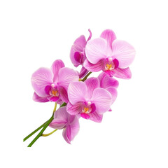 Pink Orchid Flowers Isolated on Black Background