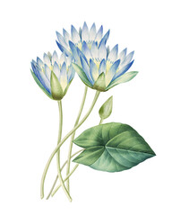 Vintage Style Blue Lotus Illustration with Green Leaves - Retro Water Lily Botanical Drawing