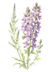 Goats Rue Watercolor Flower Plant Nature Art 