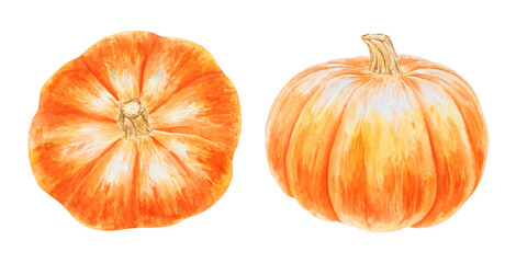 Orange pumpkins, squash. Harvest illustration. Cut out isolated autumn vegetable clipart. Botanical realistic hand drawn watercolor painting. Halloween design element. Suitable for invitations, prints