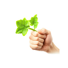 Hand Holding a Green Sprout