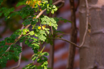close up of Moringa leaves