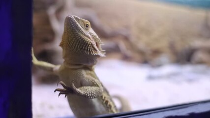 Coastal agama or bearded dragon. The lizard watches zoo visitors from its snake enclosure. Wild animal in captivity, animal cruelty