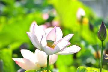 初夏に咲く蓮の花