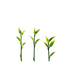 Three Green Shoots Growing Against a Black Background