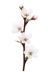 Naklejka premium Twig sakura flowers for decoration isolated on Transparent background