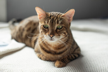 Sad lying cat, Bengal red tabby cat lying in the room, pet portrait, depression in animals, help for pets, stress in pets, sad pet
