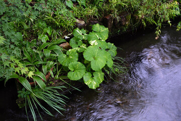 緑がきれいな雨の日のいがわ小径