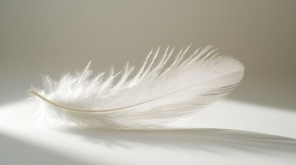 Obraz premium Delicate White Feather on Soft Light Background with Gentle Shadows and Subtle Details